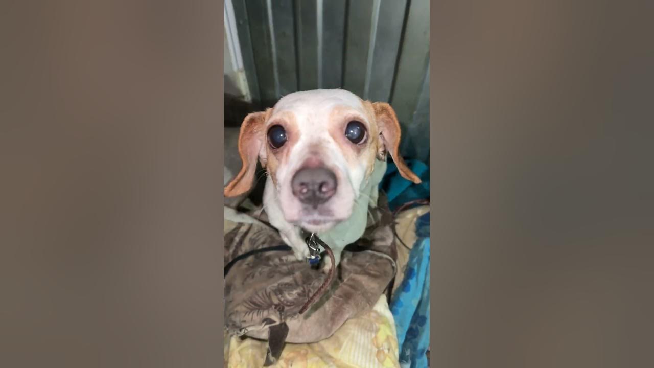 Хвостатый питомец. Хвостатый питомец. Хвостатый питомец. Зооблогер. Хвостатый питомец вк.