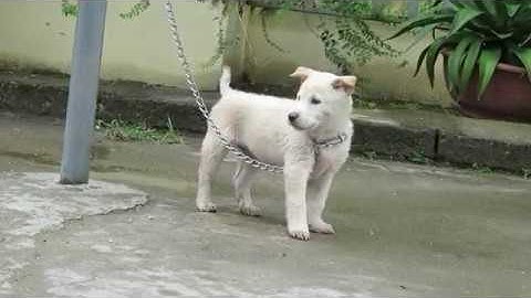 Cộc trắng đực (Đốm lưỡi) - Chó bản địa Hà Giang