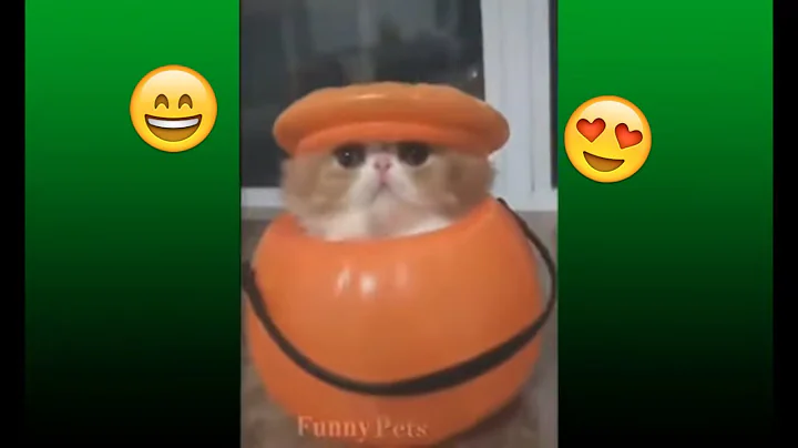 Video 10991161: cat cute funny smile
