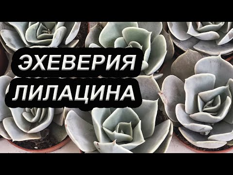 Эхеверия Лилацина/ Обзор суккулента