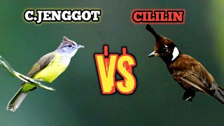 MASTERAN MIX JENGGOT V CILILIN #cucakjenggot #cililin