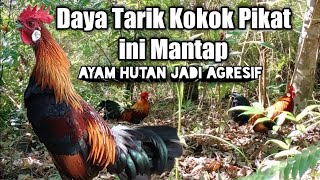 Jebakan termudah untuk ayam hutan. 