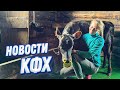 ЛЕТО - горячая пора в деревне! Коровы, бройлеры, Муларды, гуси, индюки, свиньи и не только!