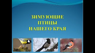 Интересные факты о зимних птицах Бурятии