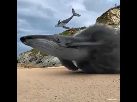 Whales are coming out from portal on beach - Viral video