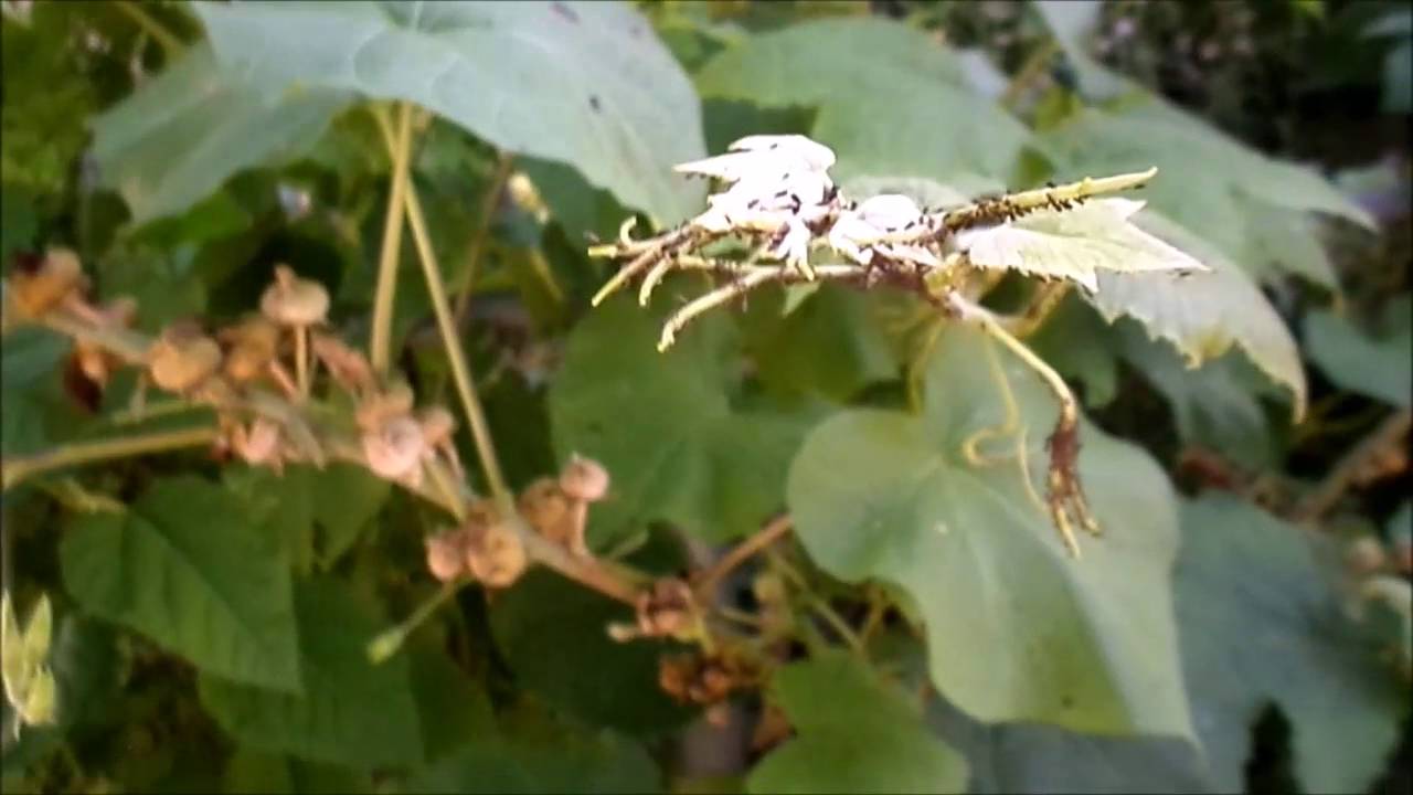 Small ants with dense clusters of aphids on grape vines YouTube