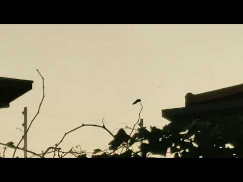 Cometa Neowise é visto no céu de Araraquara