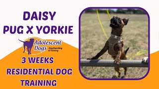 Daisy the Pug x Yorkshire Terrier  3 Weeks Residential Dog Training