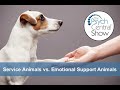 Service Animals vs. Emotional Support Animals