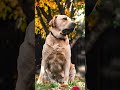Лабрадор — супер пёс! Labrador Часть 2 #собака #супер собака #животные