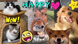 Happy animals !  Crazy Pets And animal fail  SHORT videos for you
