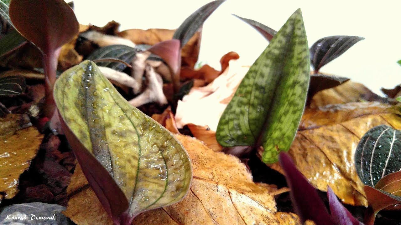 Jewel Orchids paludarium 