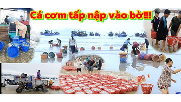 Bà con ngư dân trúng đậm cá cơm sau tết/ Ngư dân miền biển