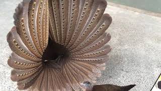 Argus Pheasant Mating Dance