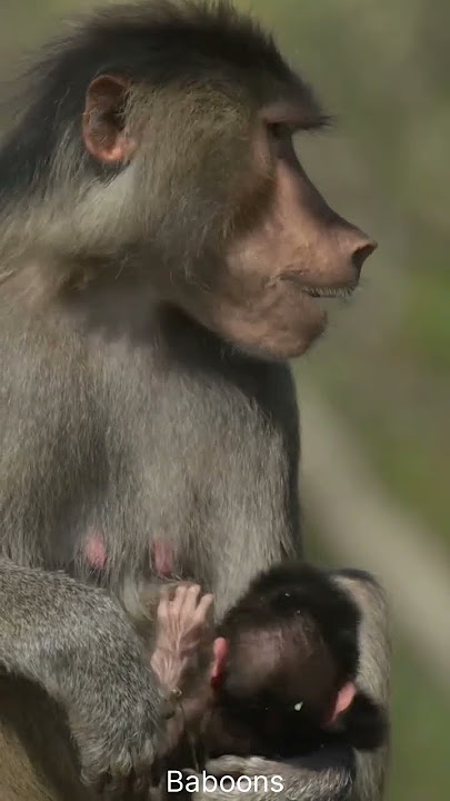 'You Won’t Believe What This Hamadryas Baboon Just Did! 🐒 #Shorts #Wildlife'
