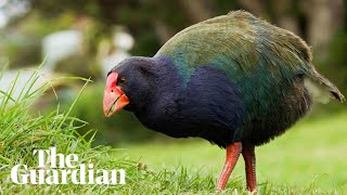 Takahē bird continues its journey of recovery with release into New Zealand tribal lands