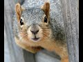 Grey Squirrel Cam - September 2021 - watch close up squirrel footage #greysquirrel #natureupclose
