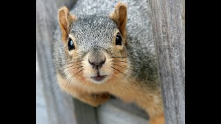 Grey Squirrel Cam - September 2021 - watch close up squirrel footage #greysquirrel #natureupclose