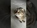 всегда так Cat веселыекоты прикольныекоты кот смешноевидео котики кошка прикол милота всегда так Cat веселыекоты прикольныекоты кот смешноевидео котики кошка прикол милота