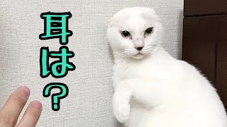 にゃんたまさま