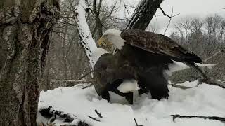 Decorah Eagles  Mom's Hormones Raging? lol 2/12/19