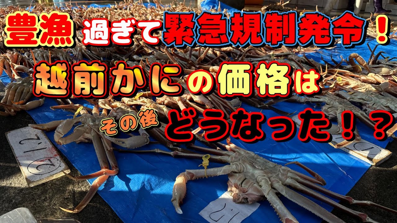 ズワイガニ 豊漁