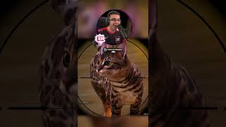 I Found A Wild Cat In Fortnite