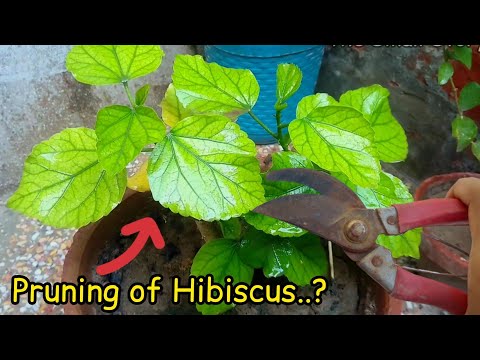 Video: Când să reduceți farfuria de hibiscus?