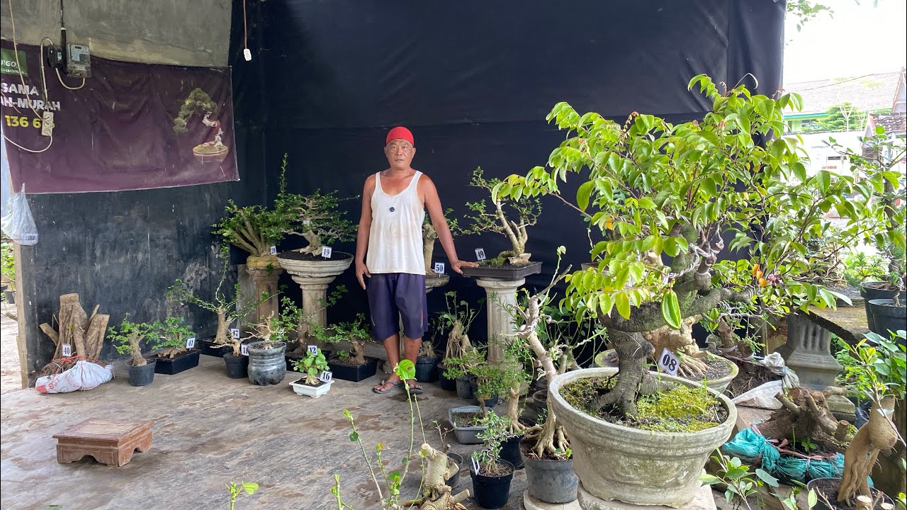 OBRAL BONSAI BUAH😱😱😱 MINAT WA085150612663