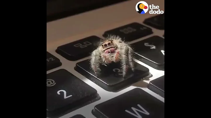 Adorable Spider Gives Dad High Fives | The Dodo - DayDayNews