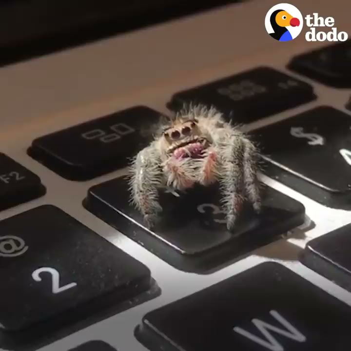 Adorable Spider Gives Dad High Fives | The Dodo