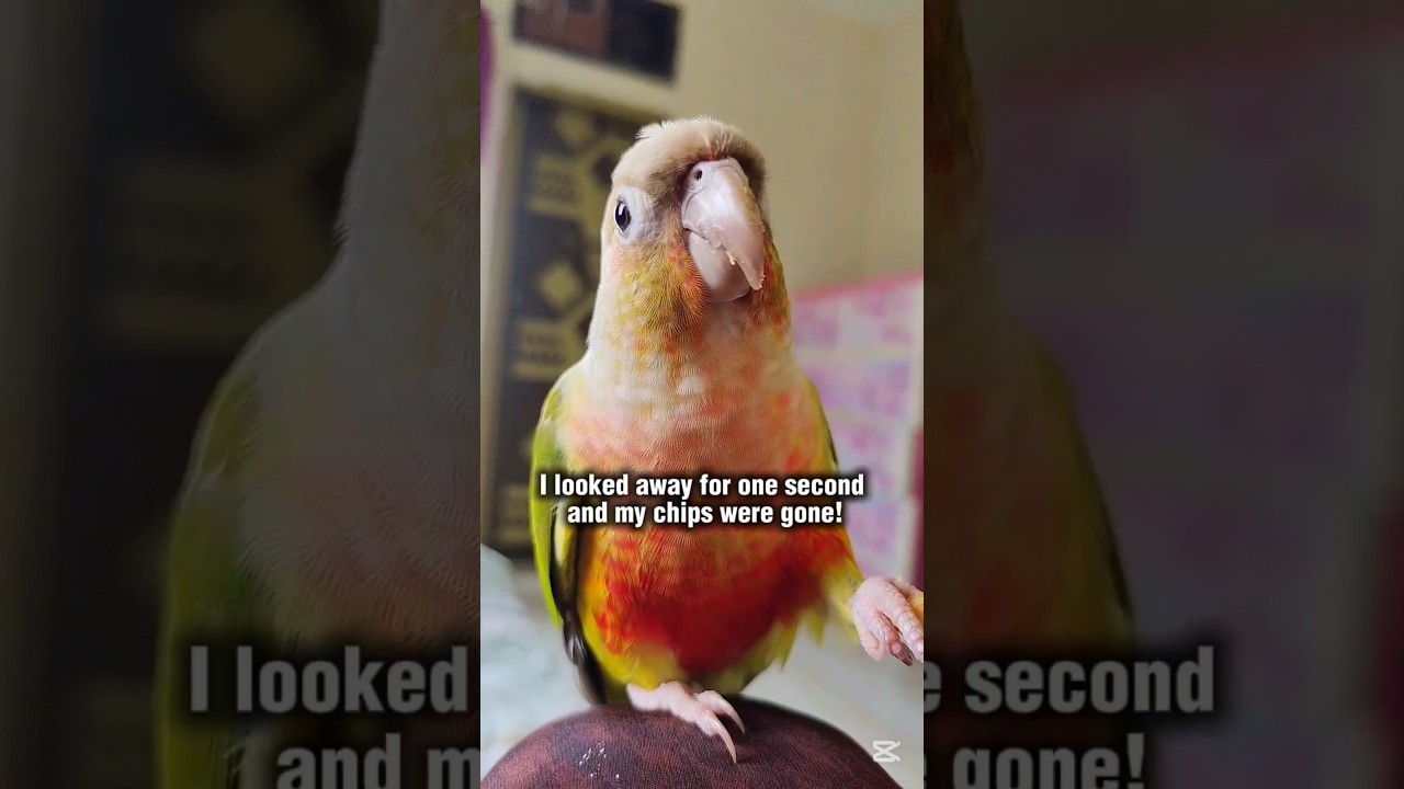 Наш профессиональный похититель закусок 🤪