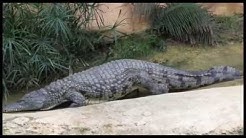 Visite à la ferme aux crocodiles à Pierrelatte (Drôme)