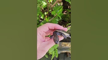 Rùa cổ rắn size 5cm đã đến Ú Ù PETSHOP CPC