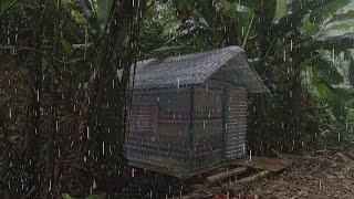 นอนบ้านขวดในป่า หาอาหารจากธรรมชาติ ฟ้าร้อง โดนพายุฝนกระหน่ำ จะรอดหรือป่าว ep 229 Heavy rain