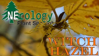 NEcology Plant Spotlight - Witch Hazel