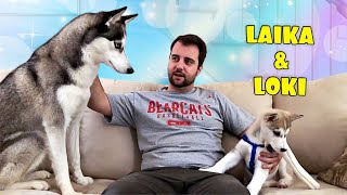 Subscribe PLEASE: https://www.youtube.com/MsLaikaTheHusky/?sub_conf...