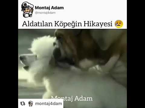 Aldatılan Köpeğin Hikayesi...