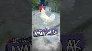 Geboy Si Ayam Galak | Dibalik Layar #marvincalla screenshot 1