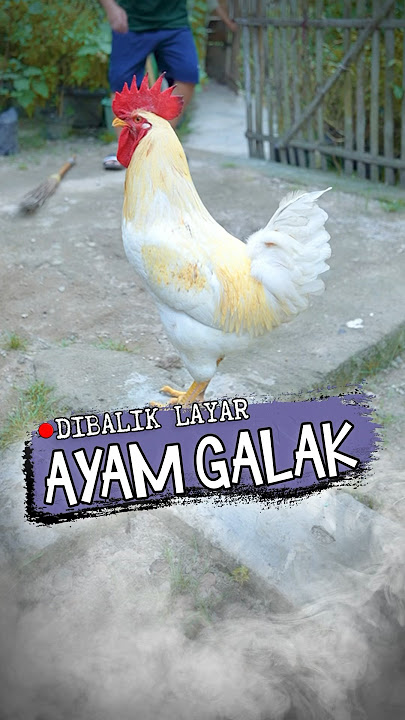 Geboy Si Ayam Galak | Dibalik Layar #marvincalla