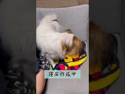 【ナイトルーティーン】パピヨンのベッドの作り方 #shorts