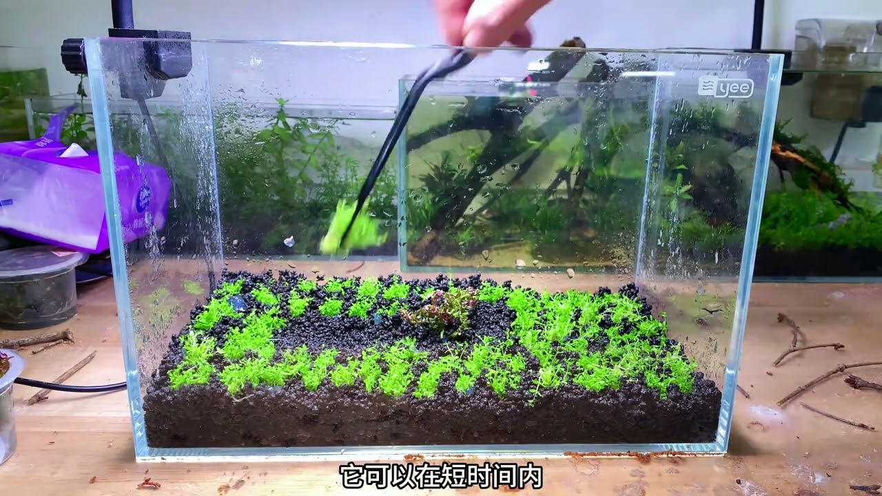 宫廷红树水草缸