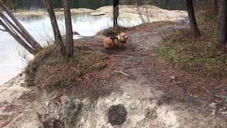 Corgi zoomies by Jackie Sullivan Passetti 8,286 views 6 years ago 38 seconds