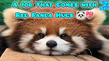 This Is Why Being a Red Panda Keeper Feels Like a Dream Job 🐾❤️