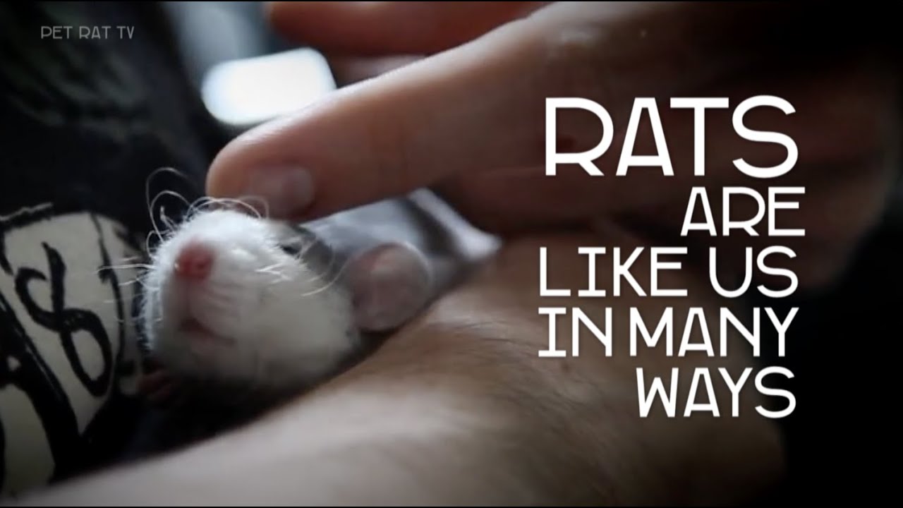 Rats are like us in many ways — end animal testing - YouTube