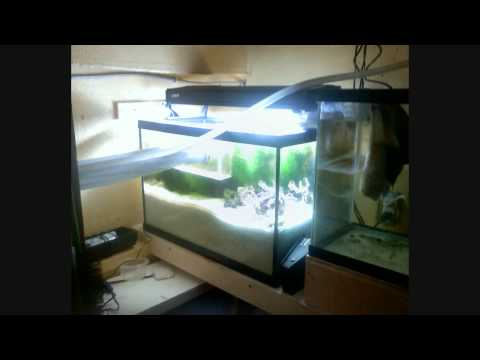 1:07 - 1:35 is a Gravity Sump with a Skimmer and Heater in the first 20G tank. the water then drains in to the second tank. 20G Refugium with cheato witch acts as a nateral filter. the water draind throw the wall back in to my tank and repeats. its a great way to keep ur tank clean and healthy! Corals - Green Tree Coral - florida ricordea, blue and greeen mushrooms - Pink and Grean HammerHead Coral - Candy Cane Coral Live Rock 50 lbs. Lighting - Main Tank - Coralife 96 watt 50-50 - Coralife 2 X 65 watt Actinic - Refugiumthe - Coralife 2 X 65 watt 10000K DayLight Song: - 54-40 _ Crossing A Canyon