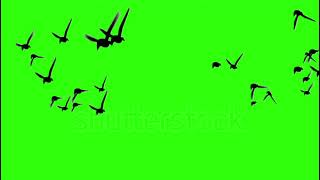 bird flying PNG video bird flying video green screen bird flying