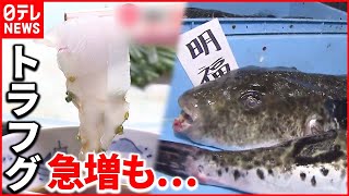 【トラフグ】調理師が足りず…市内で食べられる店は5軒  福島県