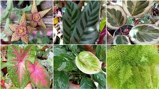 jardinería con Amor: calatheas, caladium y más. Así avanzan las plantas❤