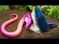 Blue Shark Hunting Koi Fish, Eels, Snakes - Mud Battle Experiment Colorful Stop Motion ASMR CoCo